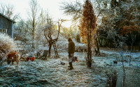 Frosty ground, a man in the garden of a blue wooden house.